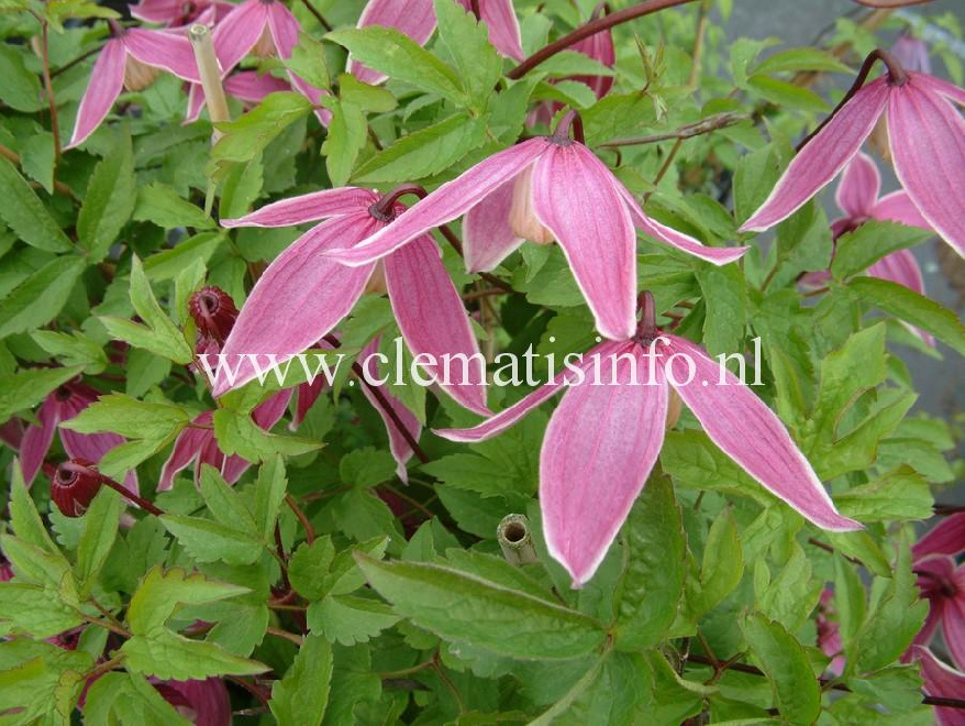 Clematis 'Columella' Rood-Witte Bosrank