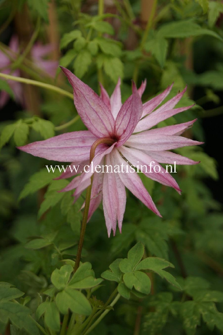 Clematis 'Zocoro' (Country Rose) Roze gevulde Bosrank