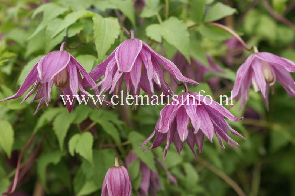 Clematis 'Cragside' Paarse Gevulde Bosrank