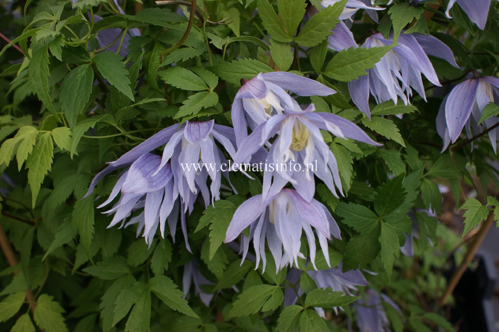 Clematis 'Eximia' Lichtblauwe Bosrank