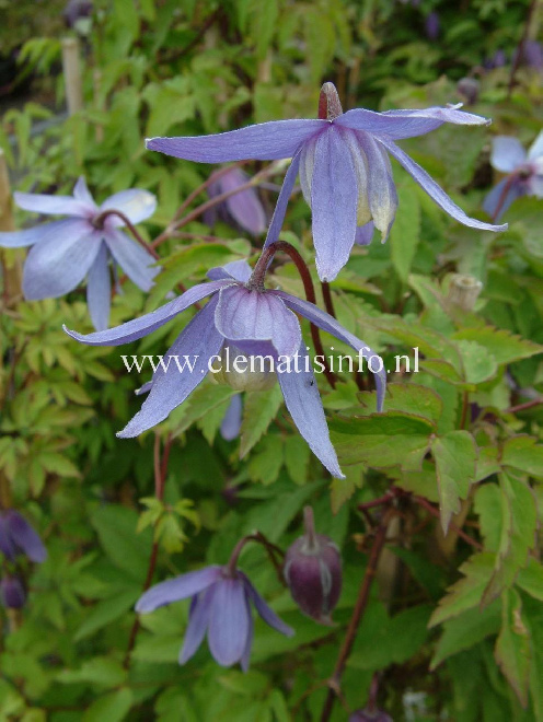 Clematis 'Frankie' Blauwe Bosrank