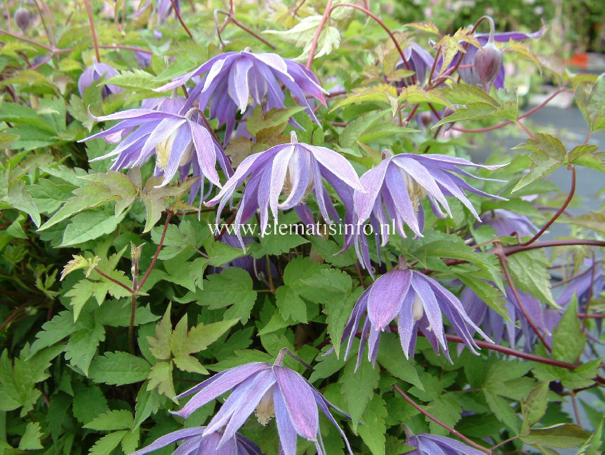 Clematis 'Georg' Gevulde Blauwe Bosrank