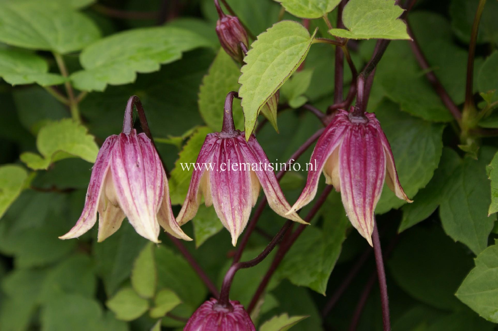 Clematis 'Zorero' (I Am a Red Robin) Rode Bosrank