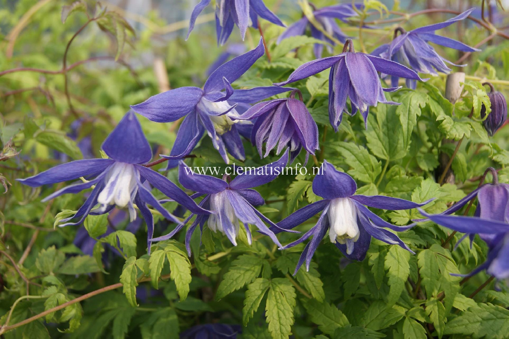 Clematis 'Lagoon' Blauwe Bosrank