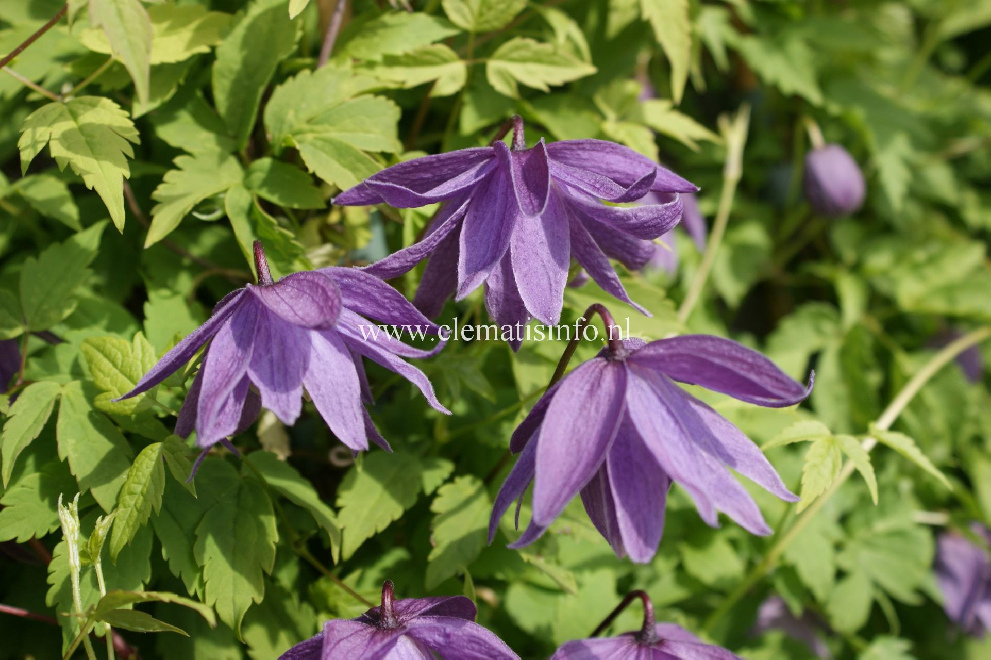 Clematis 'Ola Howells' Paarse Gevulde Bosrank