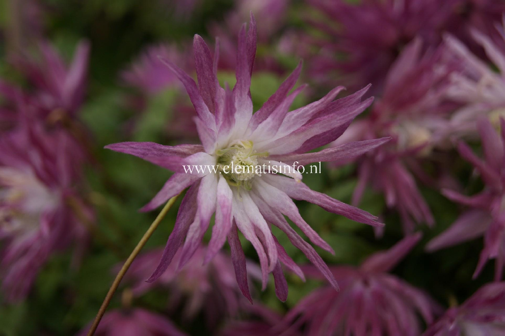Clematis 'Zosor' (Sorbet) Paarse gevulde Bosrank