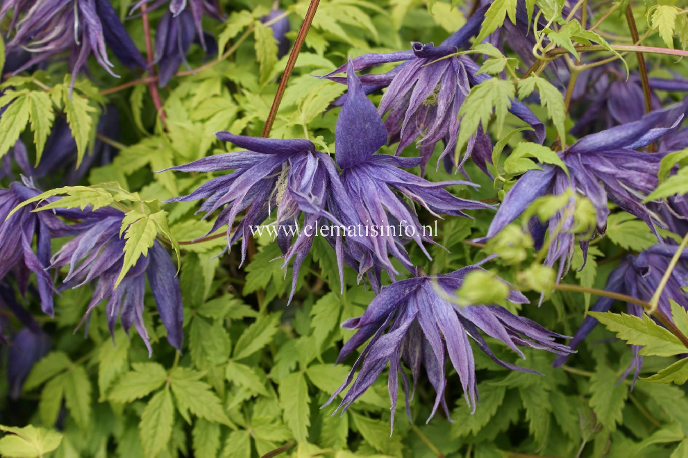 Clematis 'Zospi' (Spiky) Paarse Gevulde Bosrank