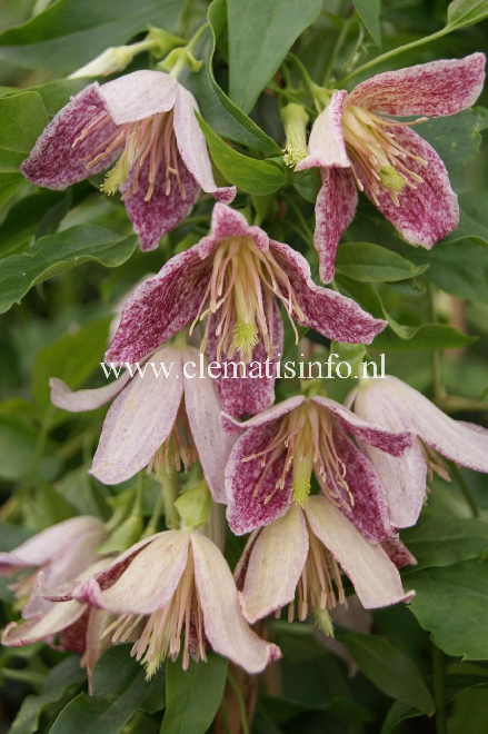 Clematis 'Advent Bells' Wintergroene Gestippeld Roze Bosrank