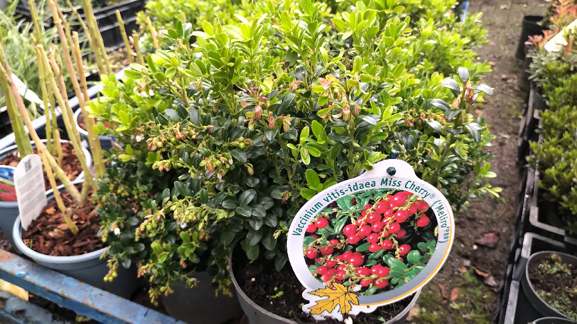Vaccinium vitis-idaea 'Meliro' (Miss Cherry) Rode Bosbes, Vossebes
