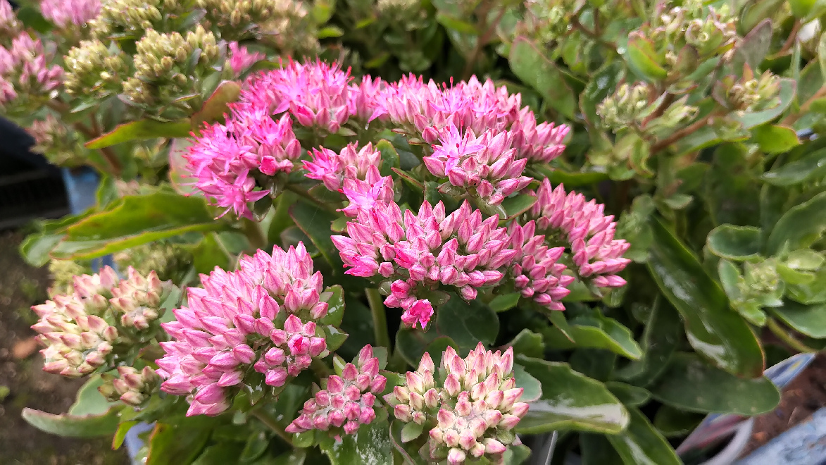 Sedum telephium 'Munstead Dark Red' Vetkruid- Hemelsleutel
