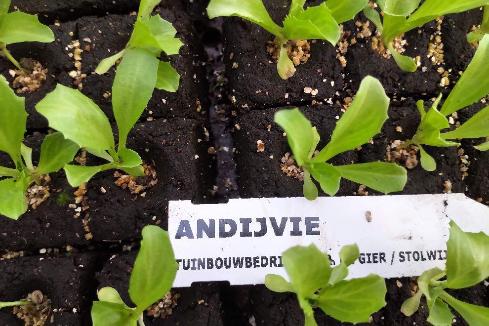 Winterandijvie (Blokje) 