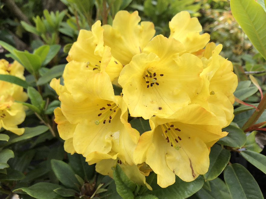 Rhododendron 'Golden Everest' Goudgele Rhododendron