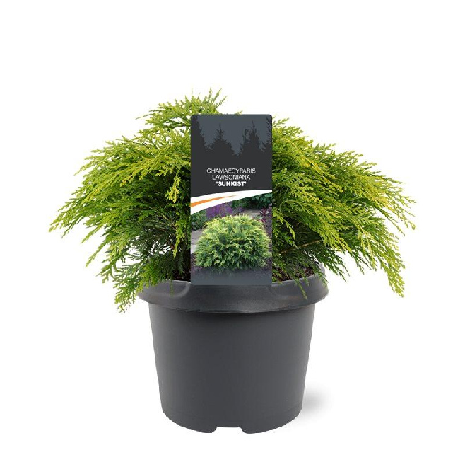 Chamaecyparis lawsoniana 'Sunkist' Schijn-cipres