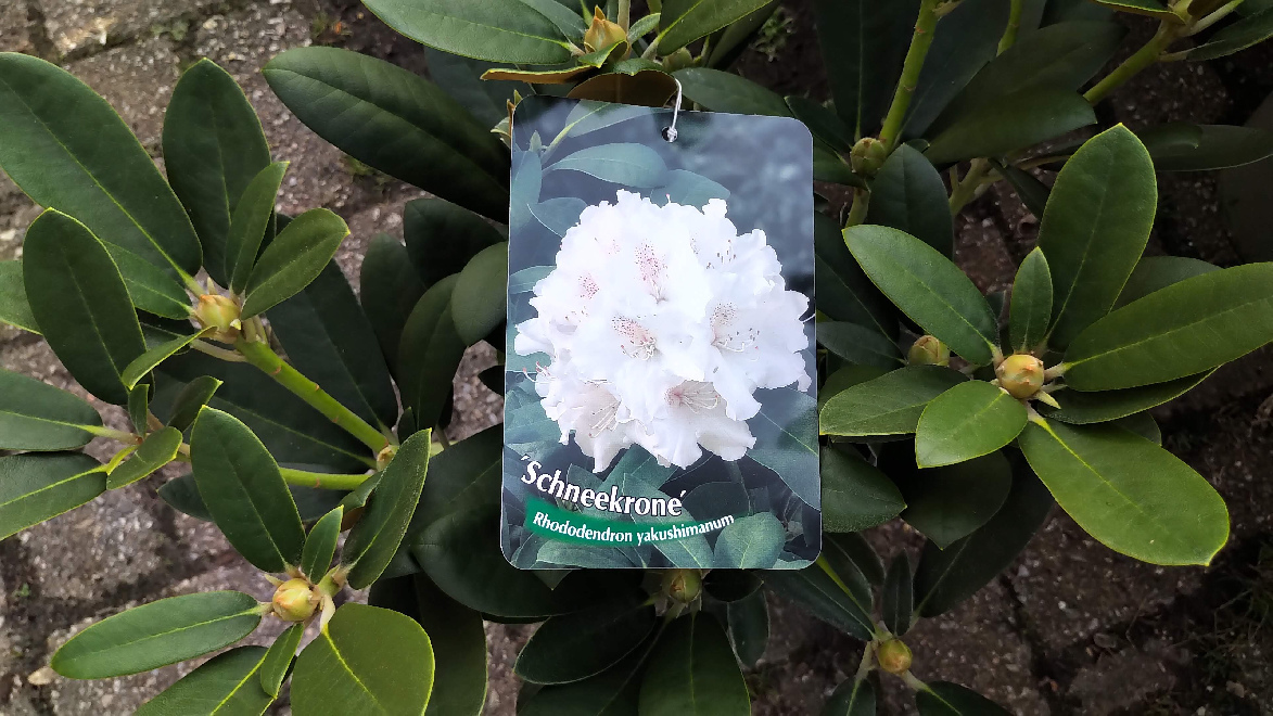Rhododendron 'Schneekrone'  Witte Yakushimanum Rhododendron