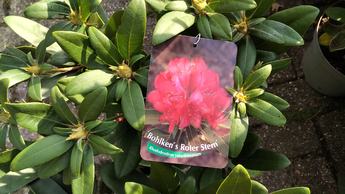 Rhododendron 'Bohlken's Roter Stern' Helderrode Yakushimanum Rhododendron
