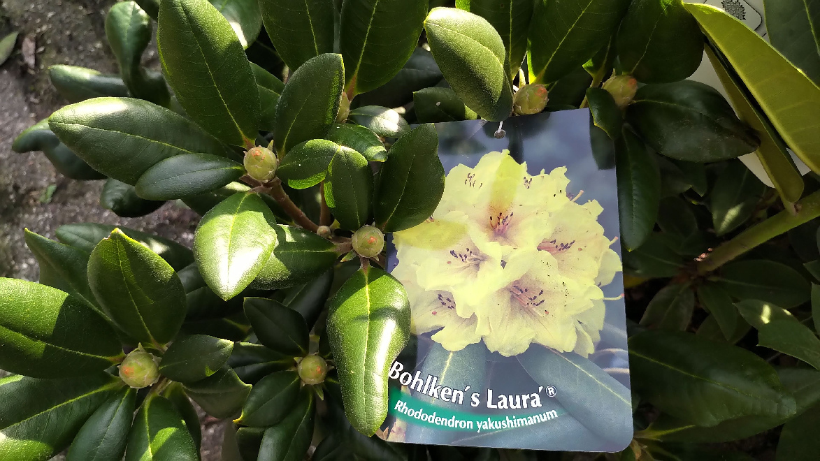 Rhododendron 'Bohlken's Laura' Gele Yakushimanum Rhododendron