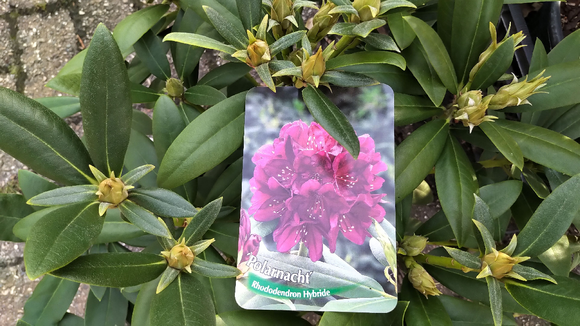 Rhododendron 'Polarnacht' Paarse Ponticum Rhododendron