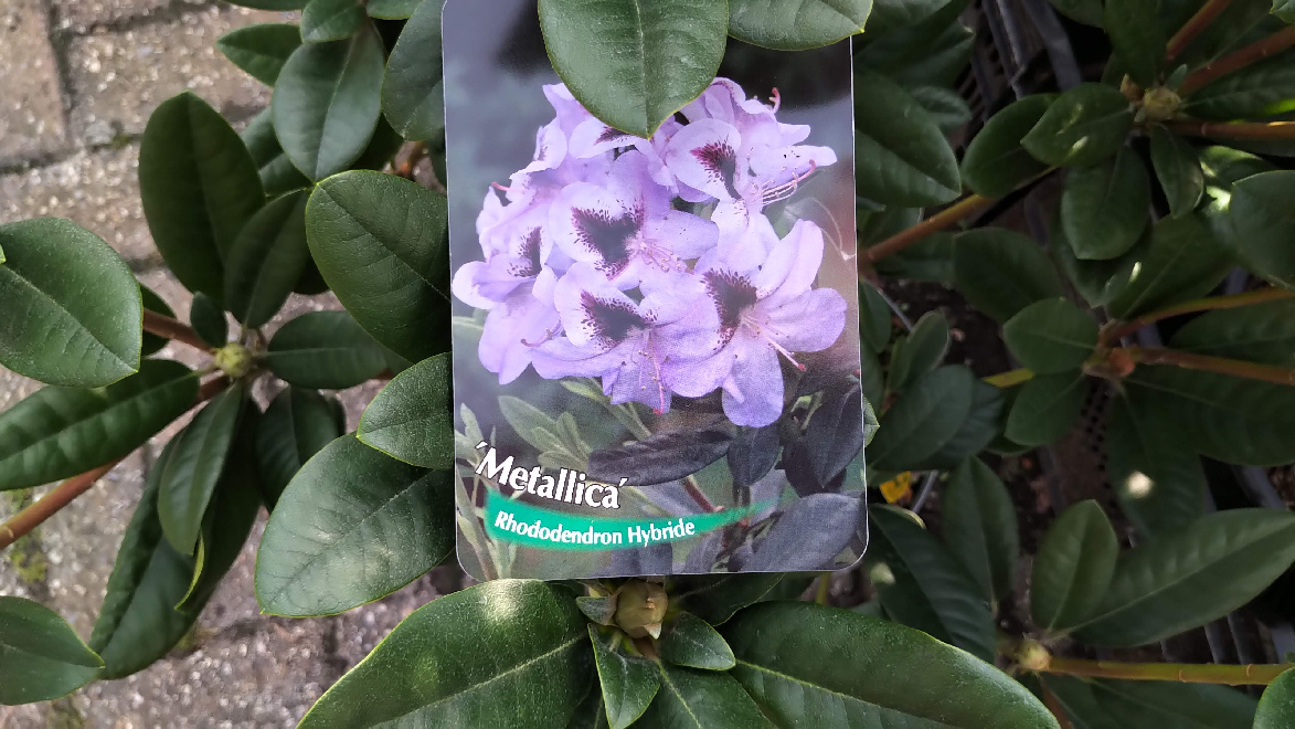 Rhododendron 'Metallica' LilaPaarse Rhododendron