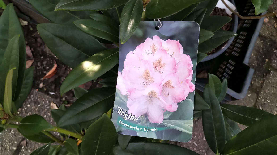 Rhododendron 'Brigitte' Roze Insigne Rhododendron