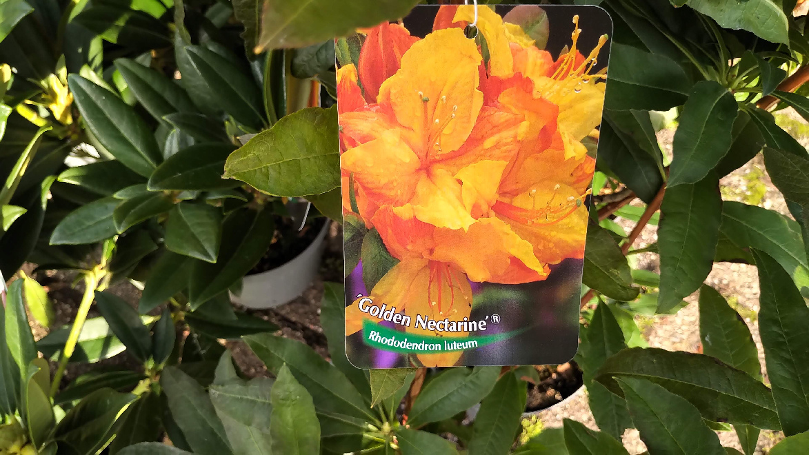 Rhododendron 'Golden Nectarine' Oranje Luteum Azalea