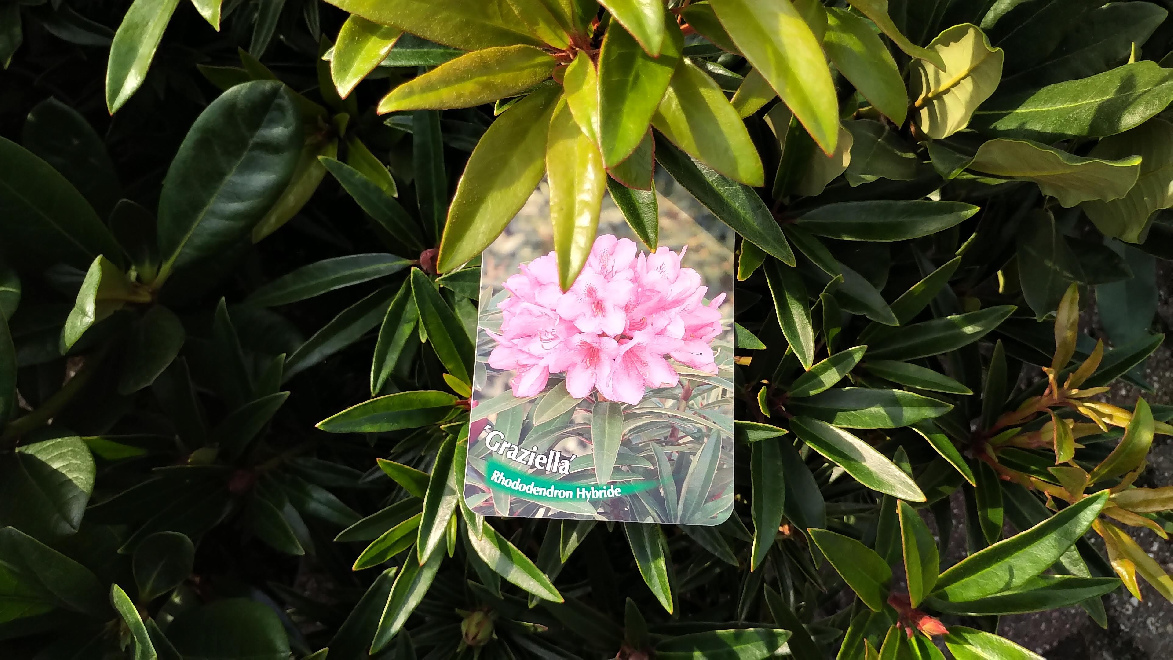 Rhododendron 'Graziella' Roze Smalbladige Rhododendron