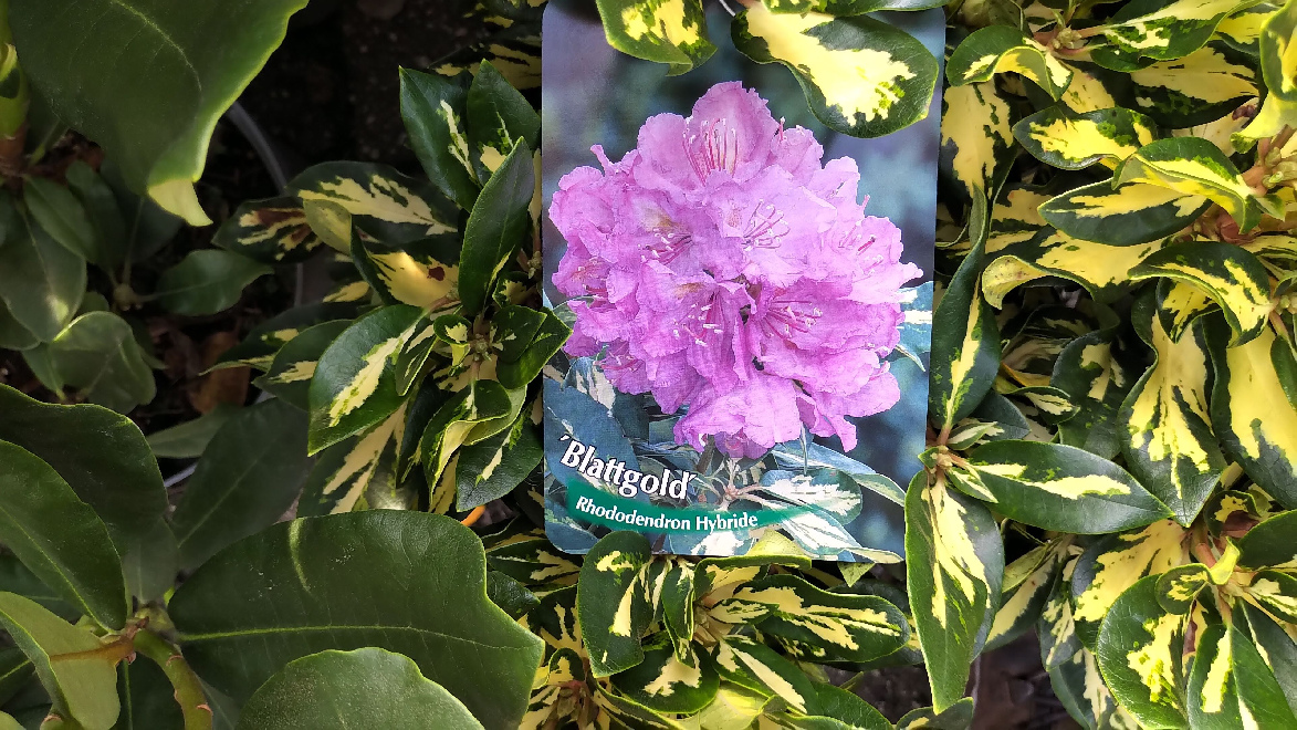 Rhododendron 'Blattgold' (Moulten Gold) Bontbladige Paarse Rhododendron