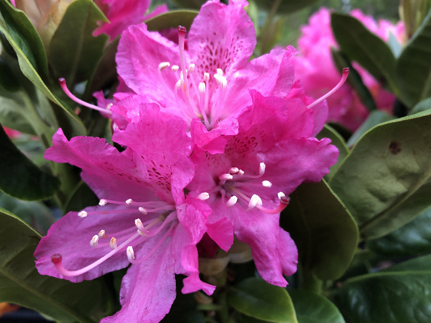 Rhododendron 'Rocket' Rode Rhododendron