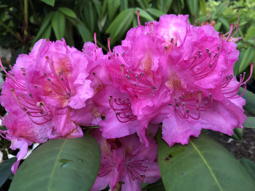 Rhododendron 'Catharine van Tol' Roze Catawbiense Rhododendron