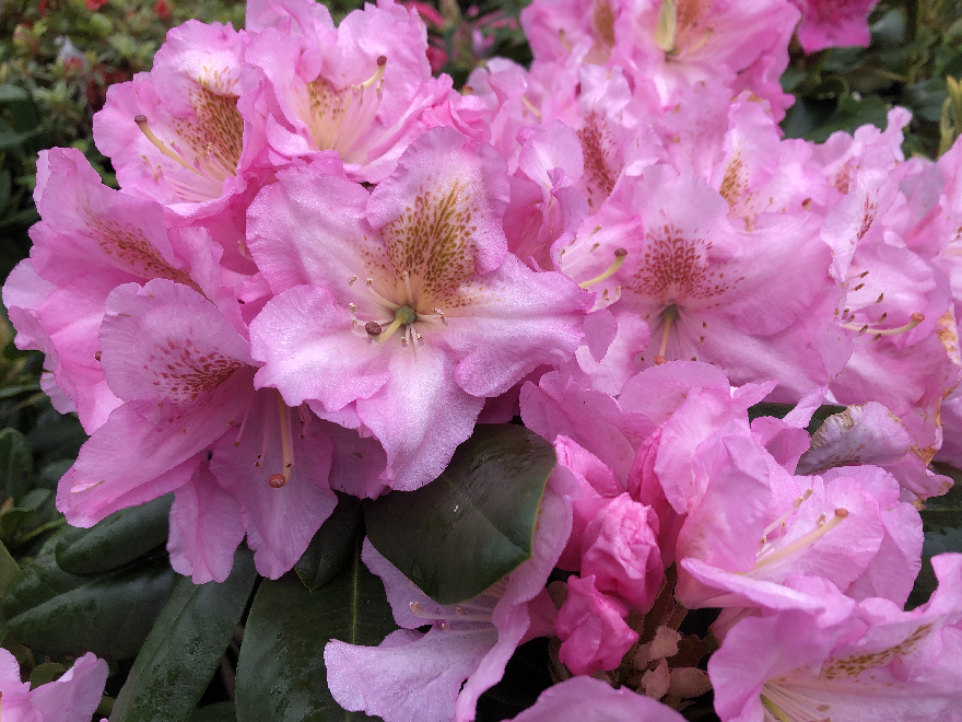 Rhododendron 'Scintillation' Roze Fortunei Rhododendron