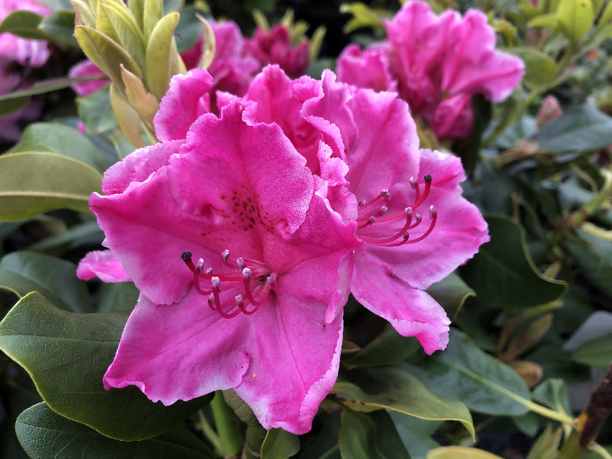 Rhododendron 'Claudine' Wijnrode Rhododendron