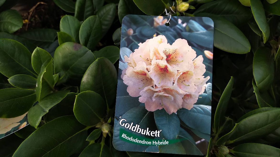 Rhododendron 'Goldbukett' Zachtgele Wardii Rhododendron