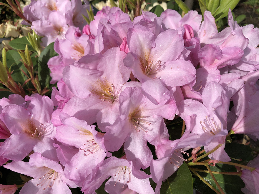 Rhododendron 'Paola' Lichtroze Rhododendron