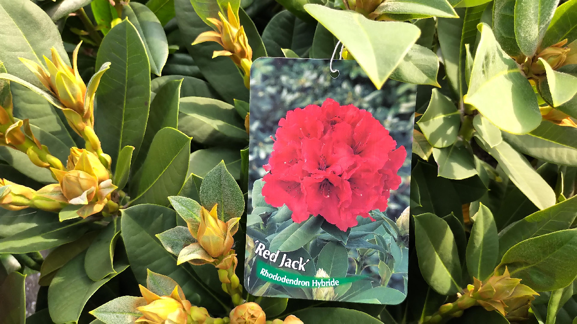 Rhododendron 'Red Jack' Rode Arboreum Rhododendron