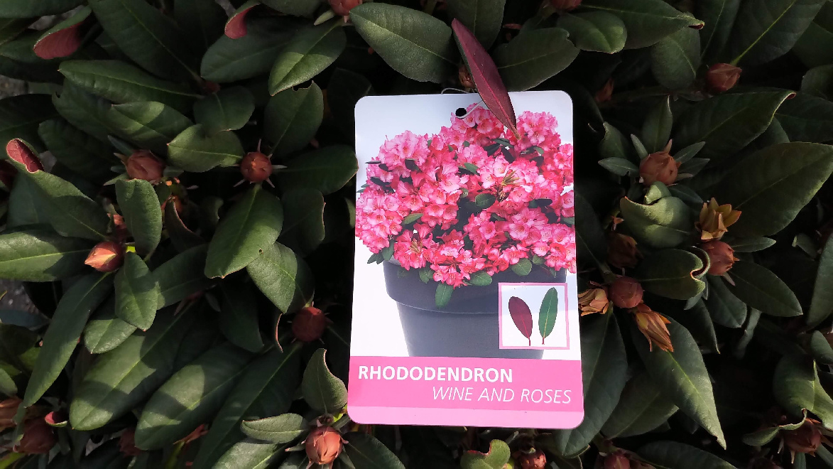 Rhododendron 'Wine and Roses' Felroze Bruinbladige Rhododendron