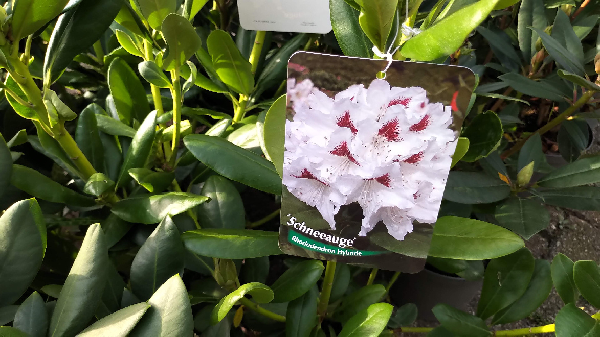 Rhododendron 'Schneeauge' Witte Ponticum Rhododendron
