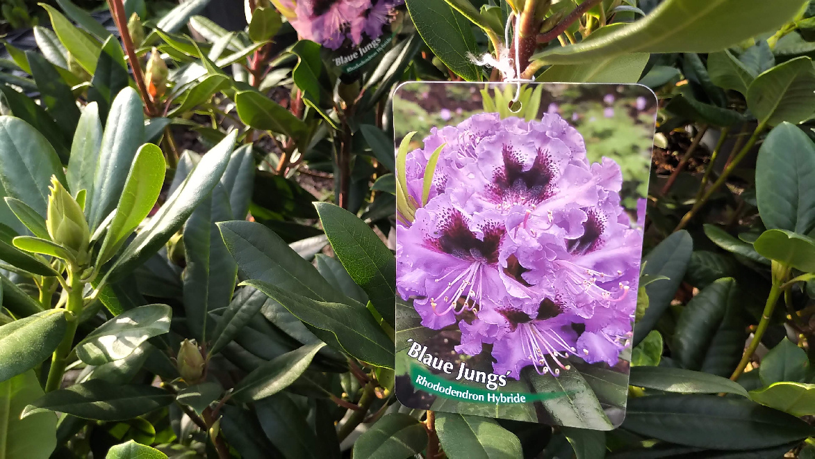 Rhododendron 'Blaue Jungs' Paarse Ponticum Rhododendron