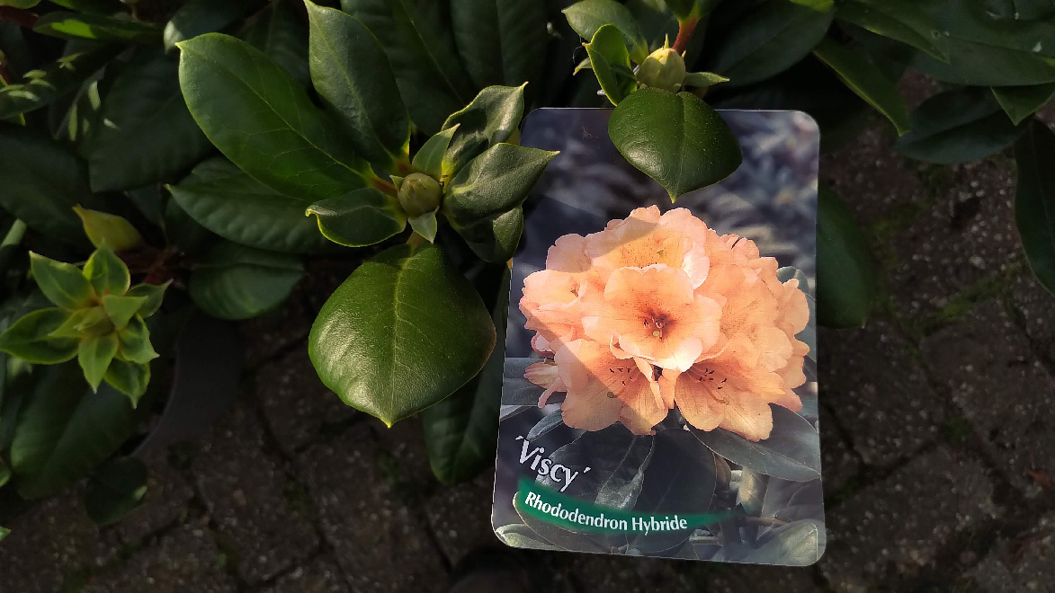 Rhododendron 'Viscy' Zachtgele Viscidiflorum Rhododendron