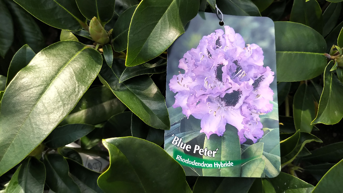 Rhododendron 'Blue Peter' Blauwe Ponticum Rhododendron