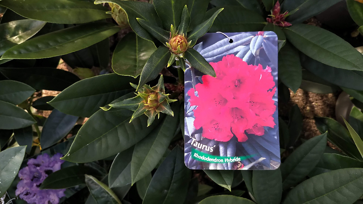 Rhododendron 'Taurus' Rode Strigillosum Rhododendron
