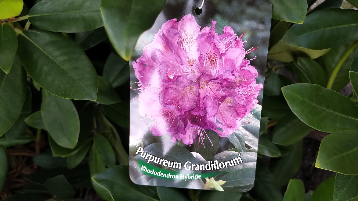 Rhododendron 'Purpureum Grandiflorum' Paarse Catawbiense Rhododendron
