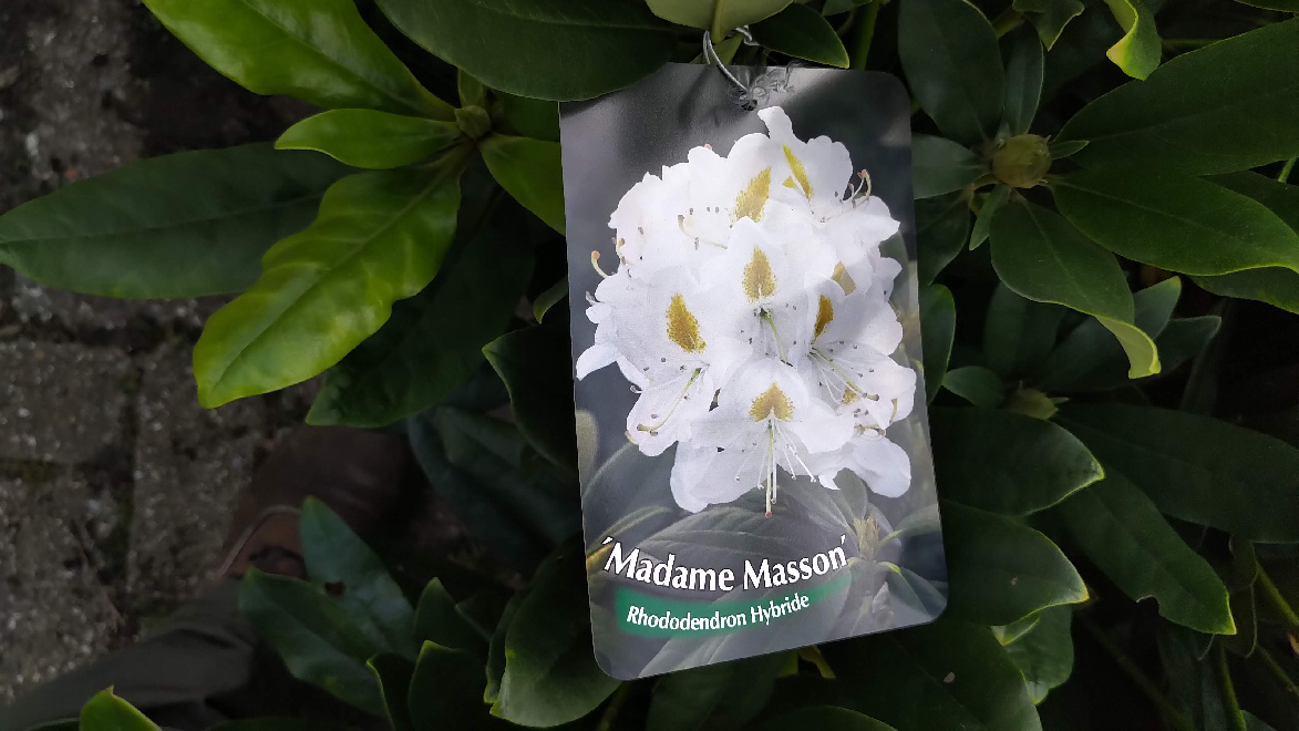 Rhododendron 'Madame Masson' Witte Catawbiense Rhododendron