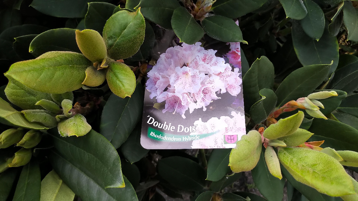 Rhododendron 'Double Dots' Roze Rhododendron