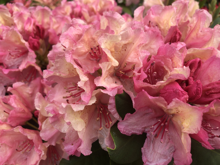 Rhododendron 'Brasilia' Zalmkleurige Yakushimanum Rhododendron