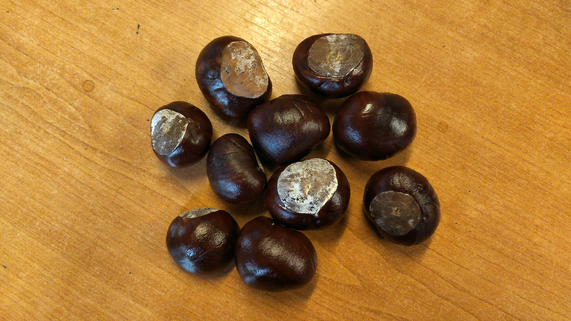 Aesculus hippocastanum vruchten Wilde Paardenkastanjes