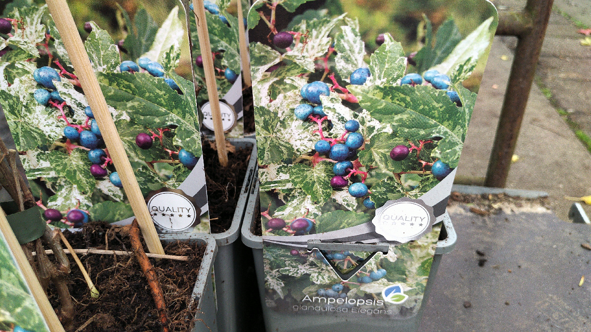 Ampelopsis glandulosa 'Elegans' Blauwe Wingerd