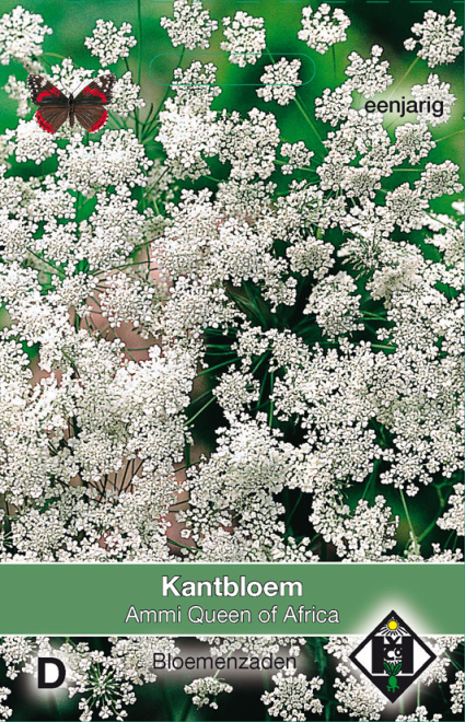 Ammi majus' Queen of Africa' Kantbloem