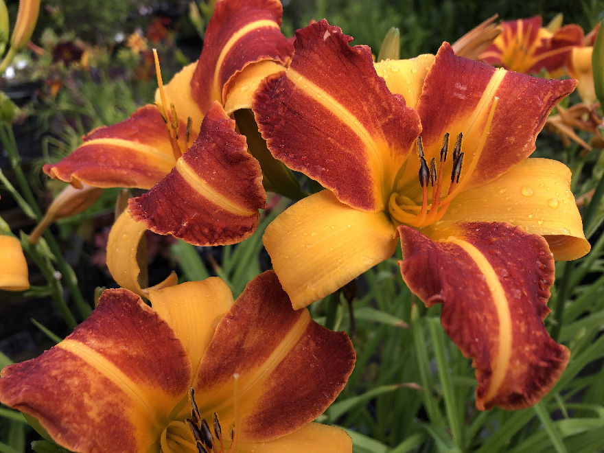 Hemerocallis 'Frans Hals' Daglelie
