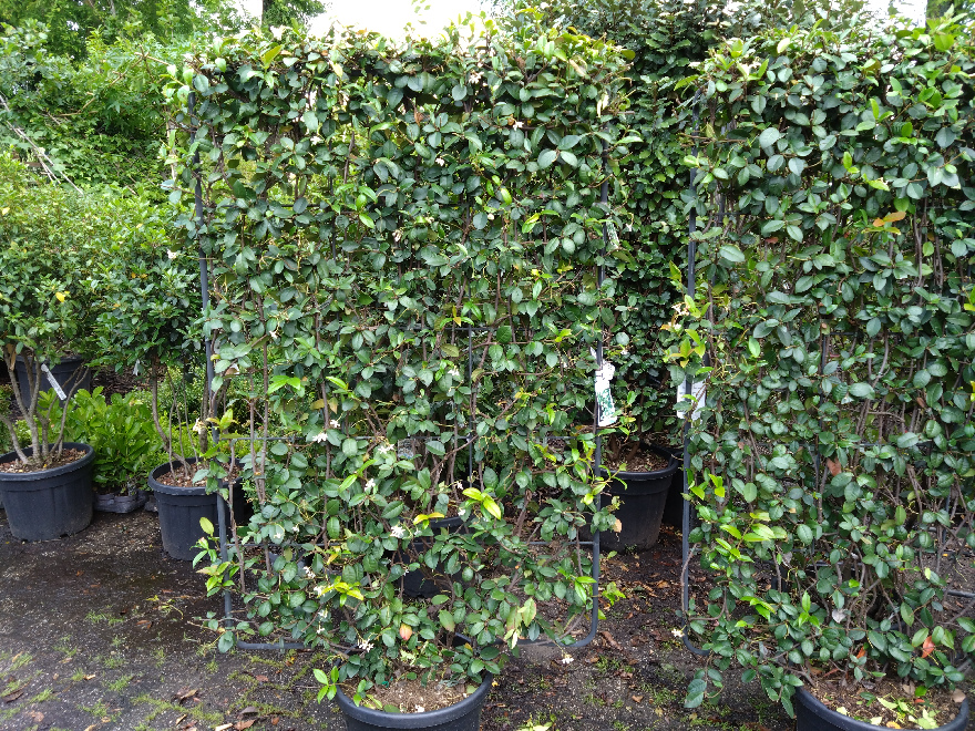 Trachelospermum jasminoides (Kant-en-klaarhaag) Witte Toscaanse Jasmijn