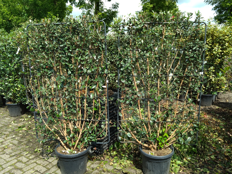 Acca sellowiana (syn. Feijoa sellowiana) (Kant-en-Klaarhaag) Ananasguave, Braziliaanse Guave, Feijoa