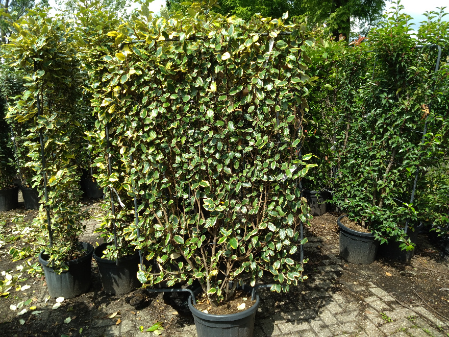 Elaeagnus ebbingei 'Vivileg' (Chalef) (Kant-en-Klaarhaag) Goudbonte Olijfwilg